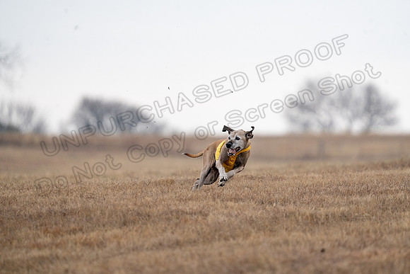 RhodesianRidgeback-135