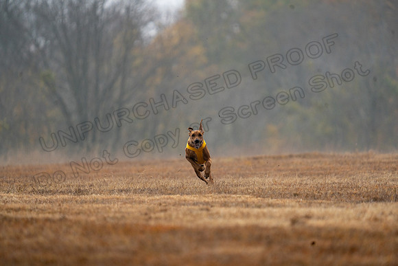 RhodesianRidgeback-72