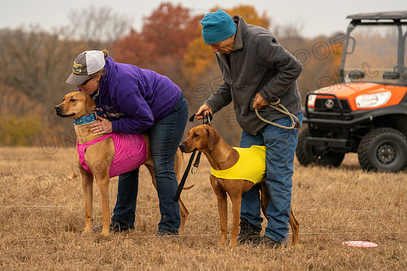 RhodesianRidgeback-109