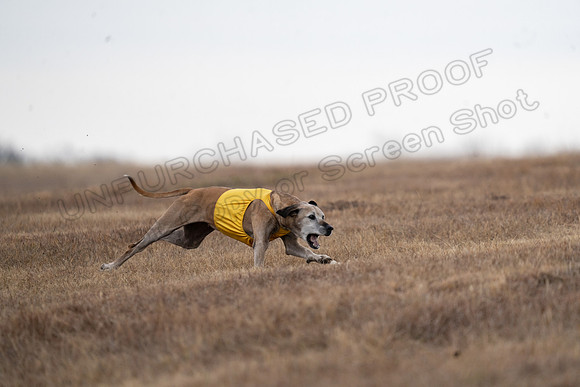 RhodesianRidgeback-137