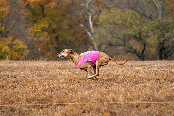 RhodesianRidgeback-66