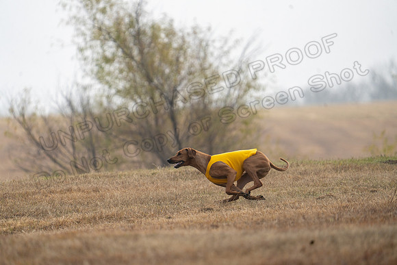 RhodesianRidgeback-70
