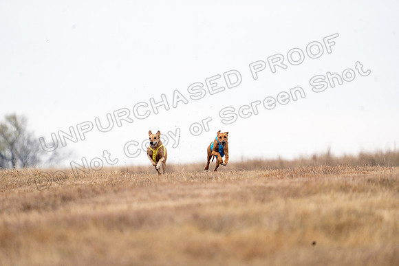 RhodesianRidgeback-123