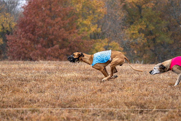 RhodesianRidgeback-58