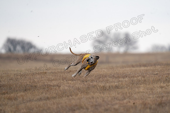 RhodesianRidgeback-136