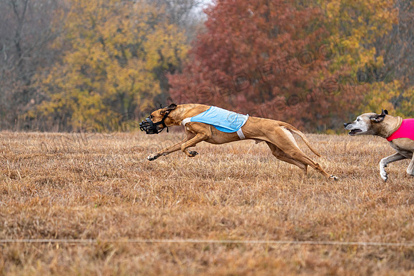 RhodesianRidgeback-59