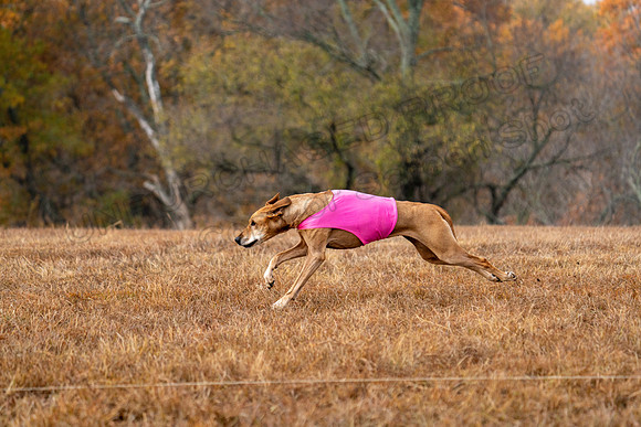 RhodesianRidgeback-65