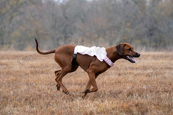 RhodesianRidgeback-49