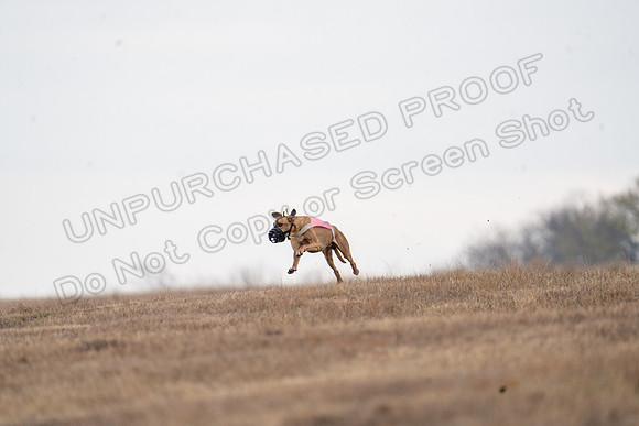 RhodesianRidgeback-132