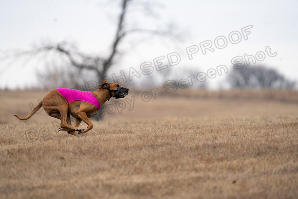 RhodesianRidgeback-126