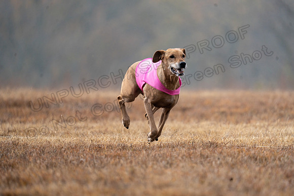 RhodesianRidgeback-75