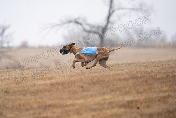 RhodesianRidgeback-60