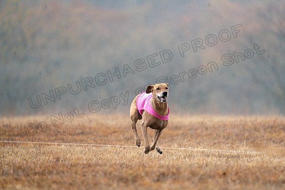 RhodesianRidgeback-74