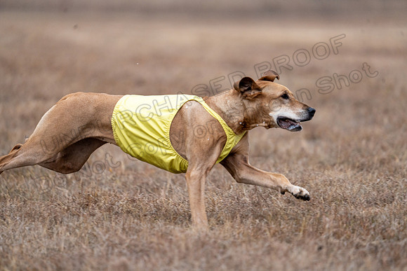 RhodesianRidgeback-127
