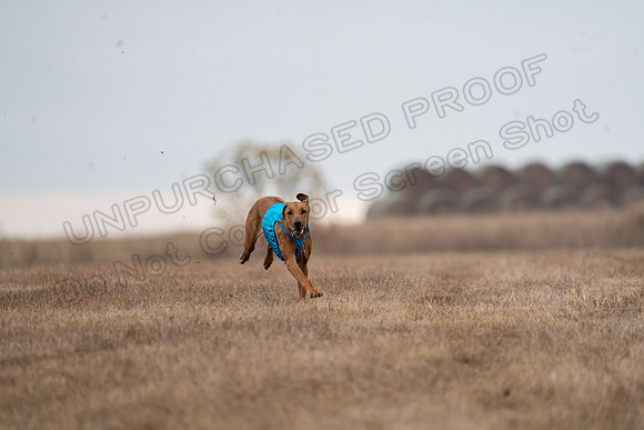RhodesianRidgeback-125