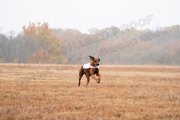RhodesianRidgeback-48