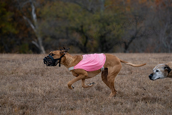 RhodesianRidgeback-131