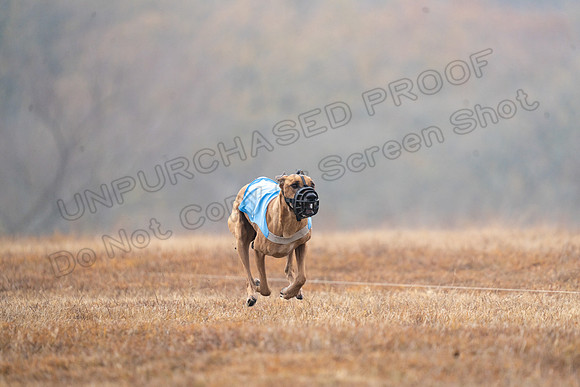 RhodesianRidgeback-62
