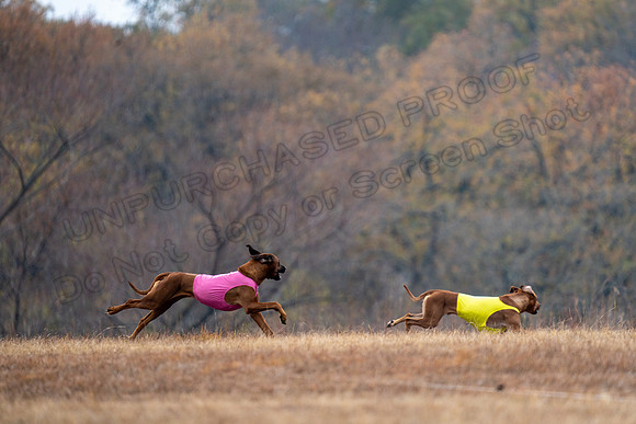 RhodesianRidgeback-89