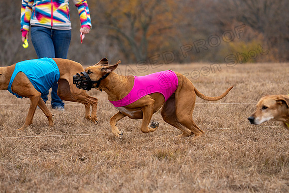 RhodesianRidgeback-119