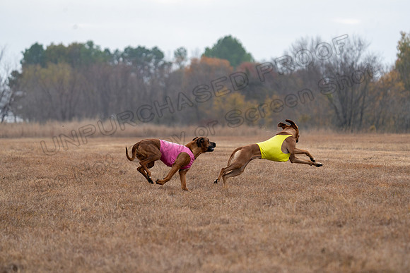 RhodesianRidgeback-88