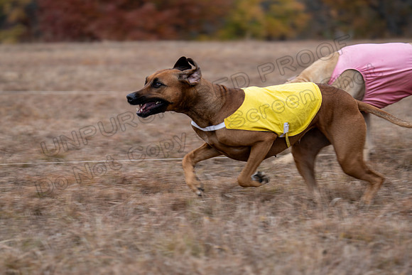 RhodesianRidgeback-77