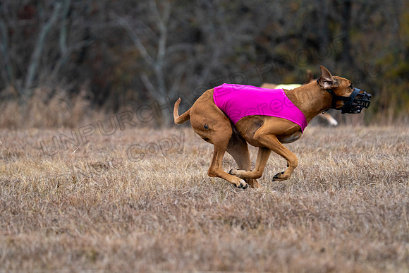 RhodesianRidgeback-130