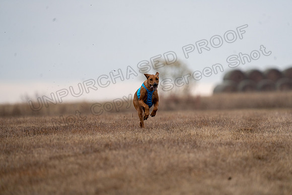 RhodesianRidgeback-124