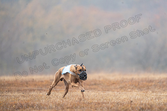 RhodesianRidgeback-63
