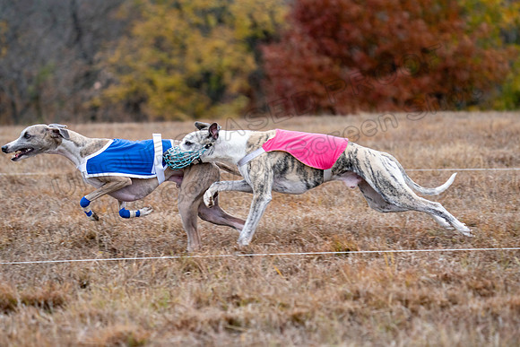 Whippet-118