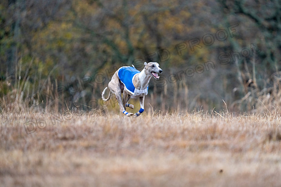 Whippet-124
