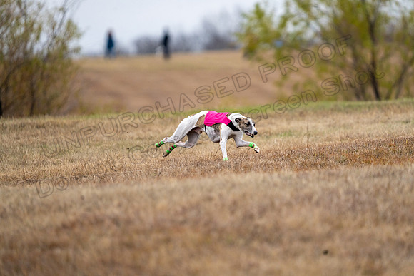 Whippet-130