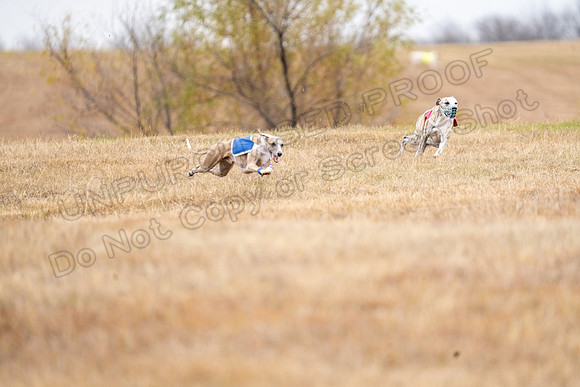 Whippet-119