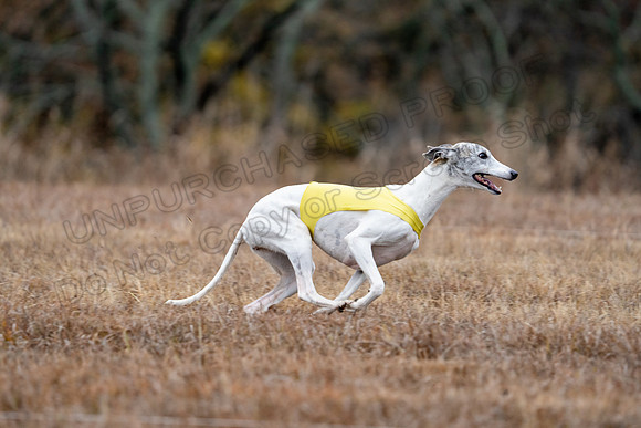 Whippet-125