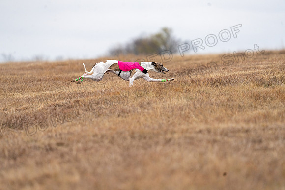 Whippet-133