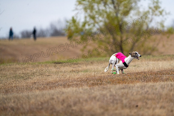 Whippet-131