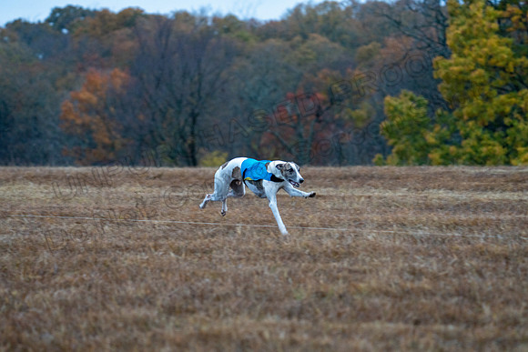 Whippet-10
