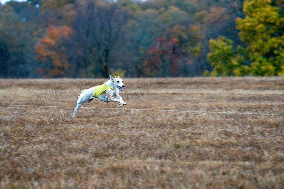 Whippet-11