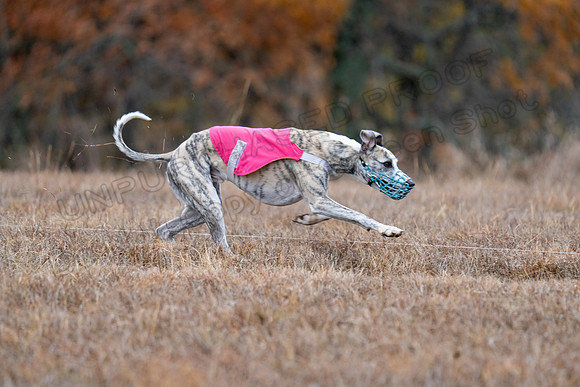 Whippet-126