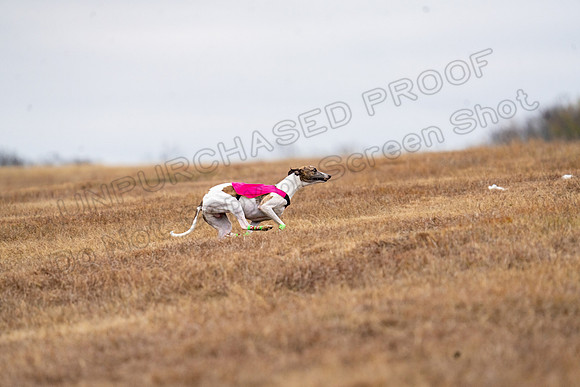 Whippet-132