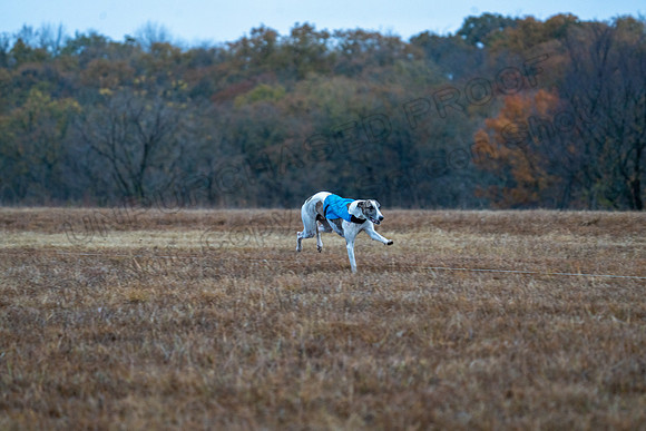 Whippet-9