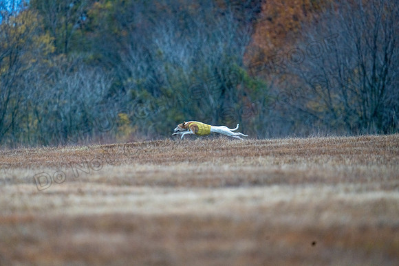 Whippet-15