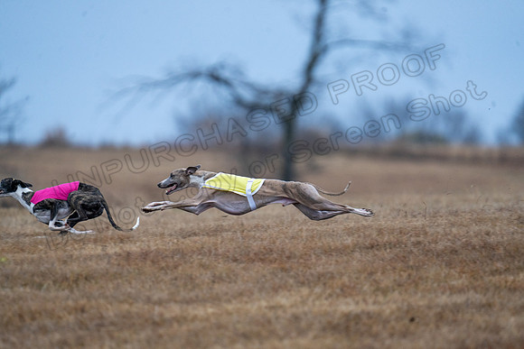 Whippet-28