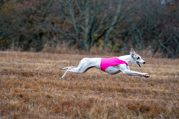 Whippet-109