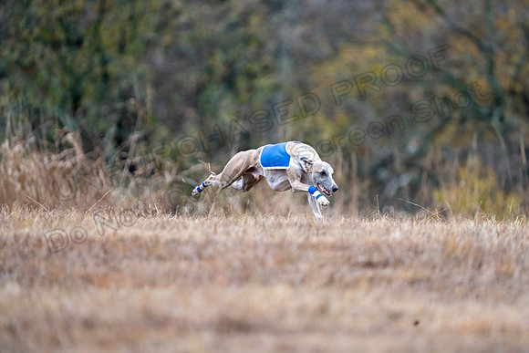 Whippet-123