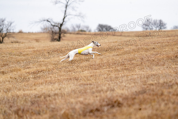 Whippet-120