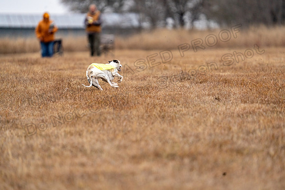 Whippet-134