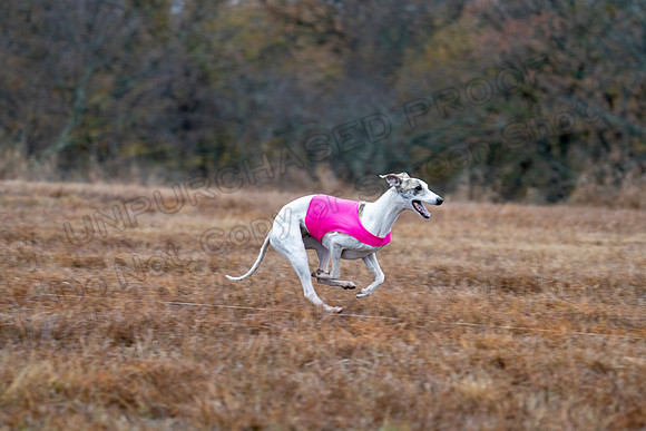 Whippet-108