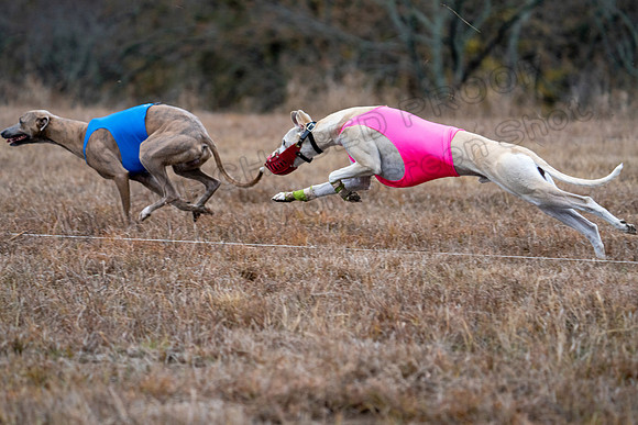 Whippet-153