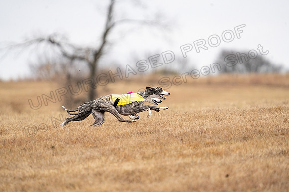 Whippet-147